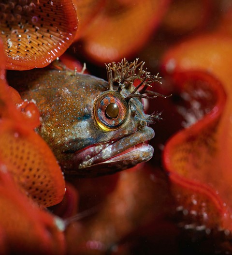 A Yellowfin Fringehead