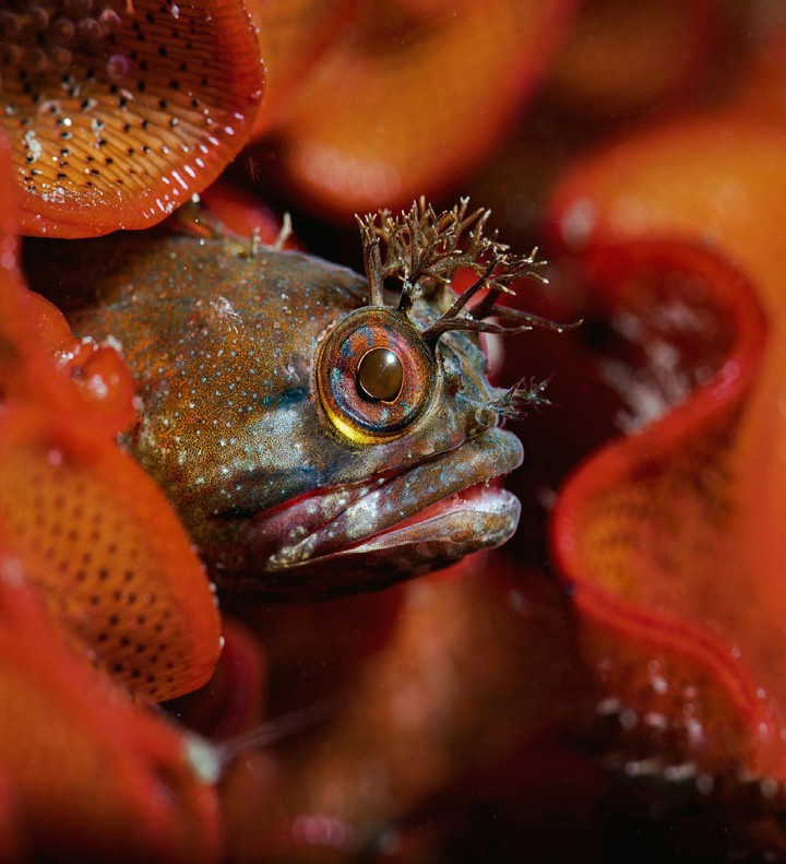 A Yellowfin Fringehead