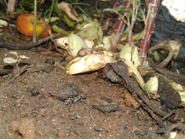 black ant