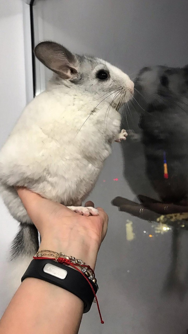 chinchilla