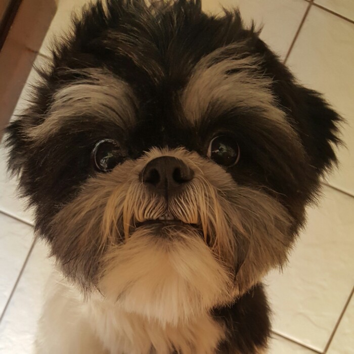 perrito