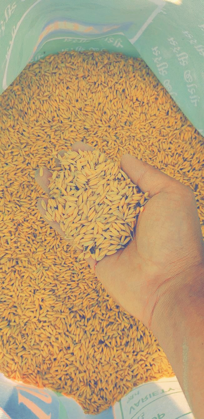 RICE_ BEEDS