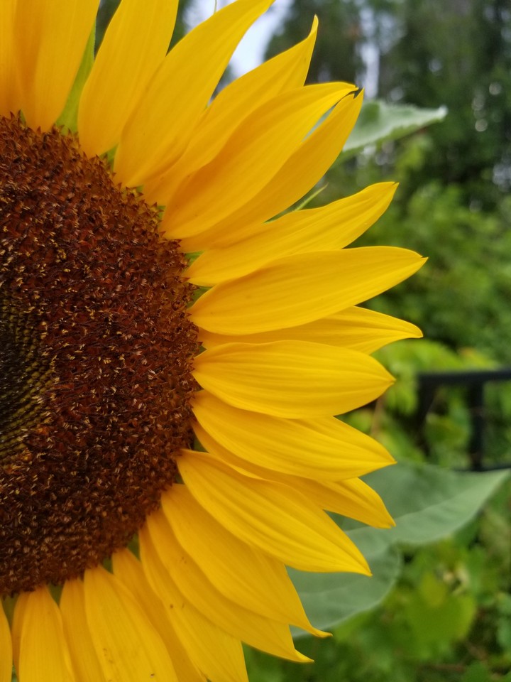 Eclipsed Sunflower