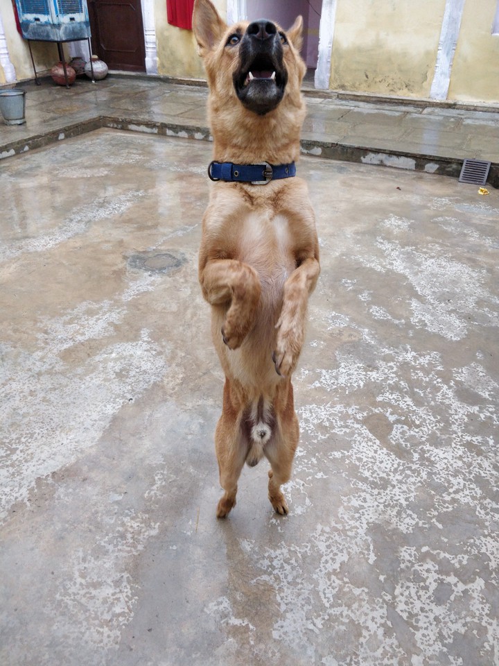 dog lover