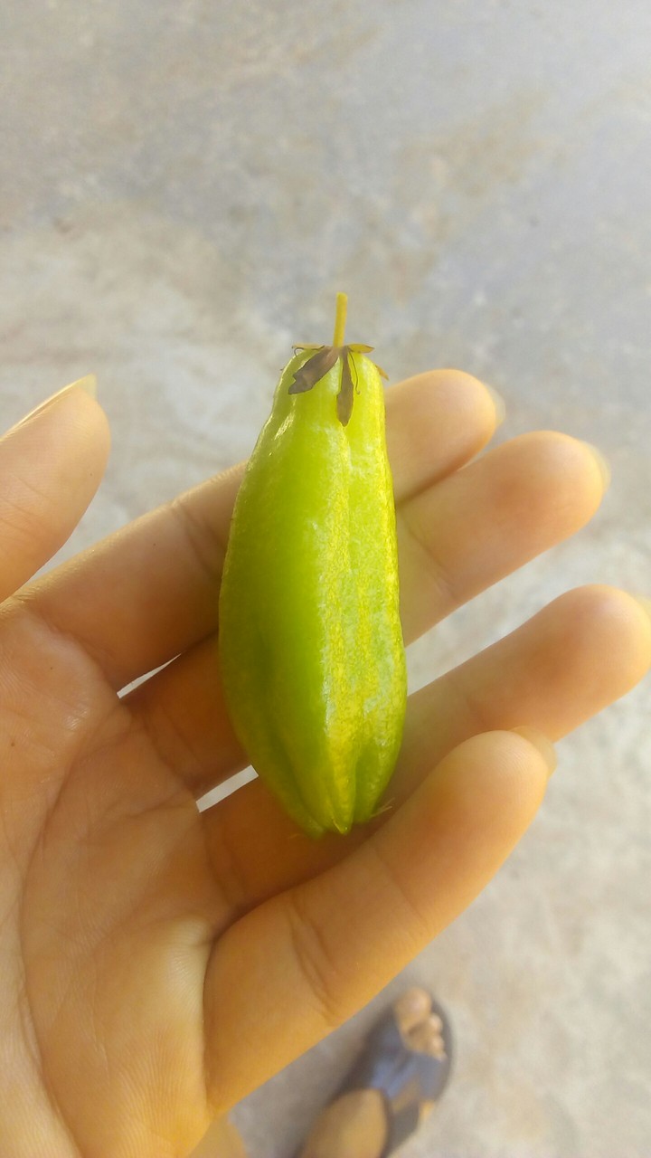 Cayenne