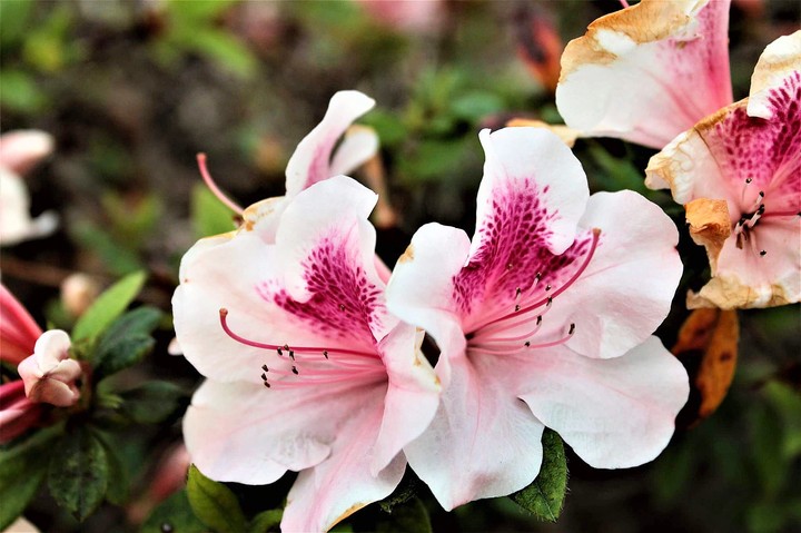 favorite flower