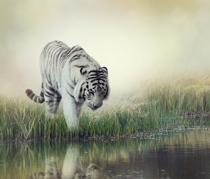 White tiger