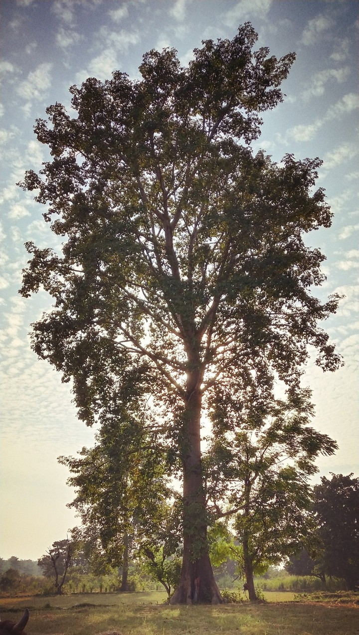 tree