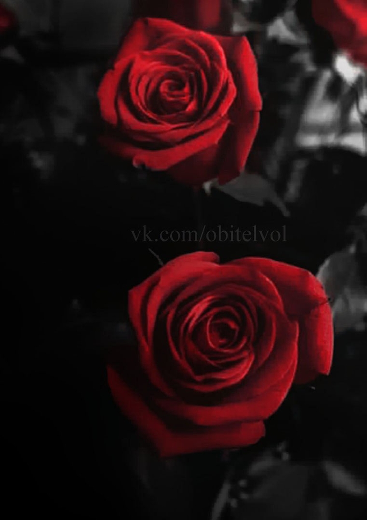 rose