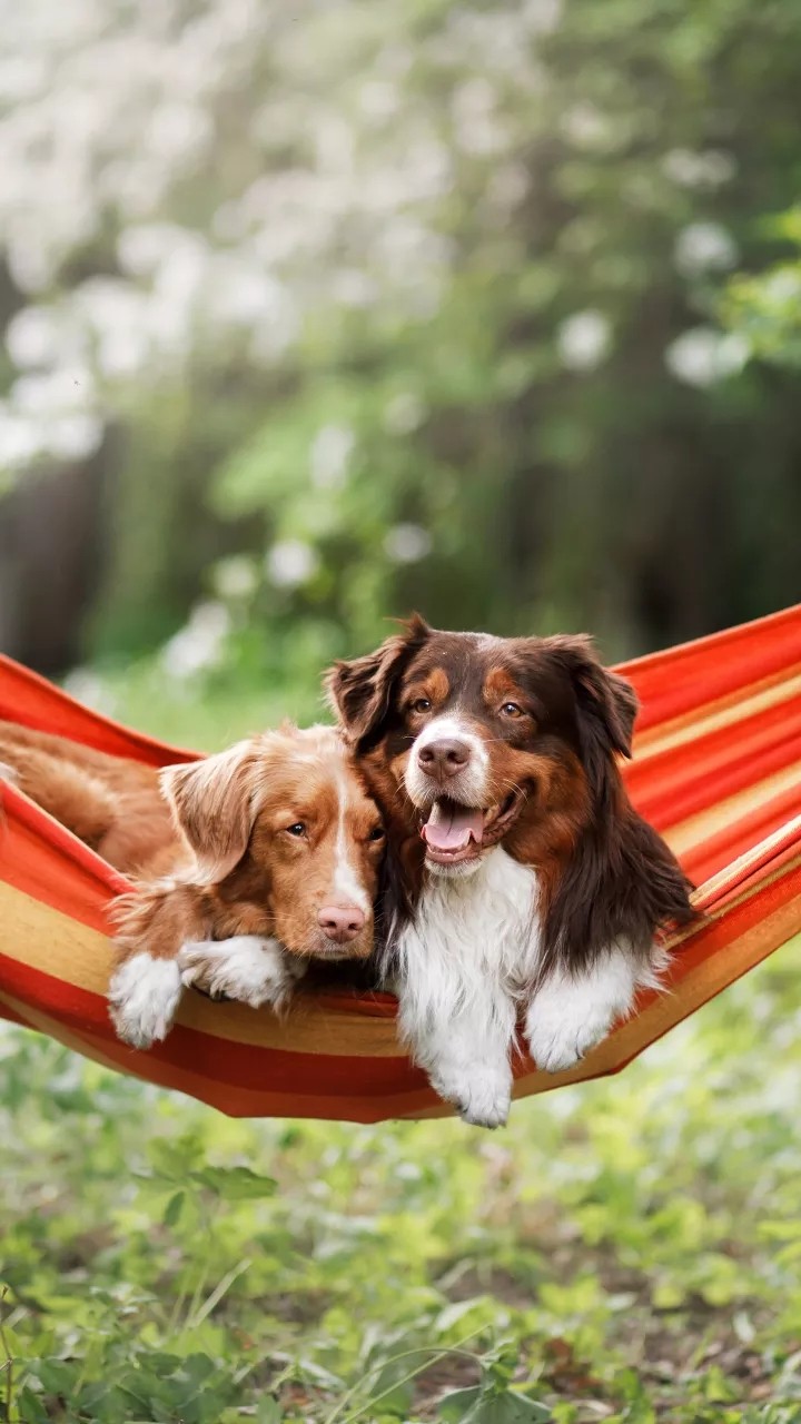General dog care