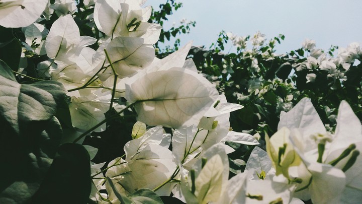 flowers