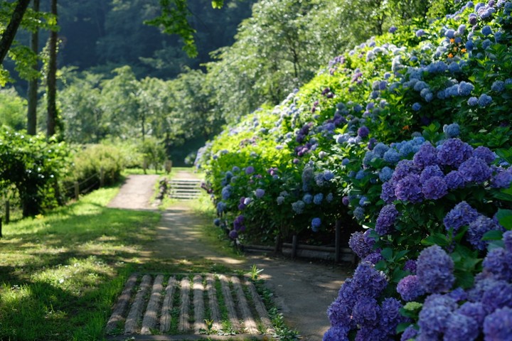 hydrangea