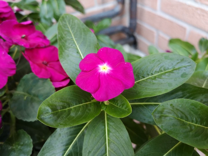 Fucsia Flower