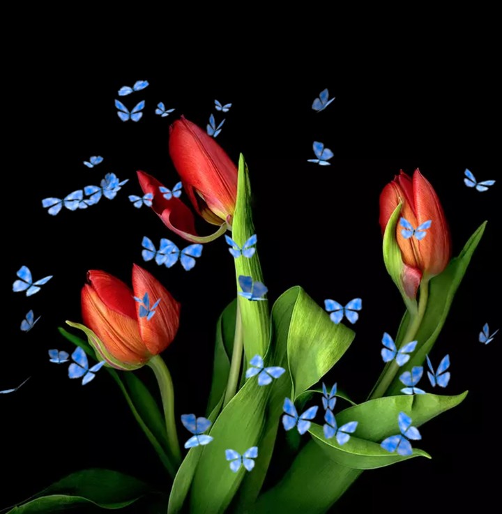 tulip