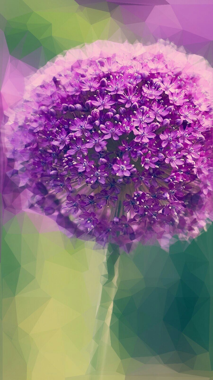 purple flower ❤️
