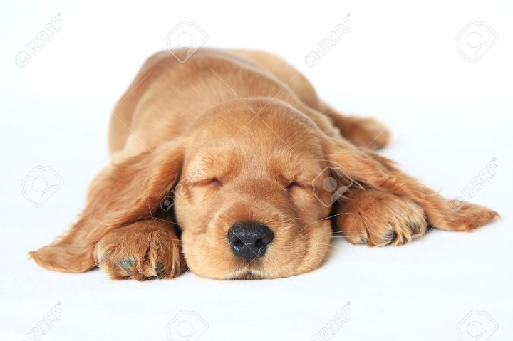 sleepin Cocker Spaniel