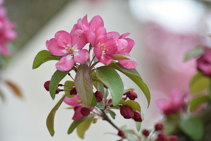 Spring