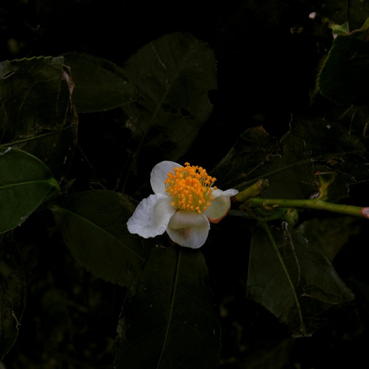 Tea Flower