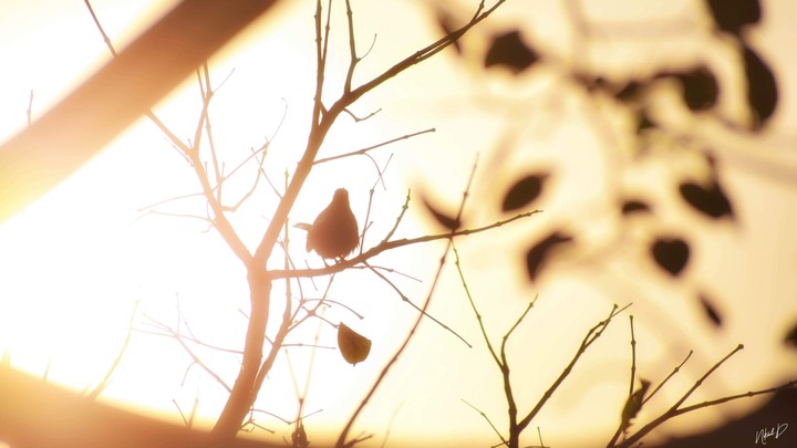 The Evening Song