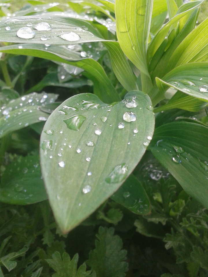 Leaves