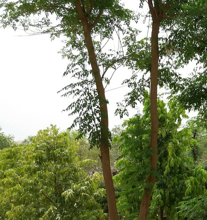 at garden