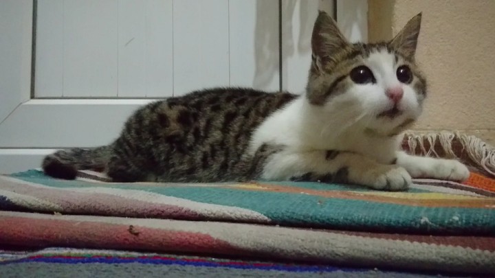 My cat