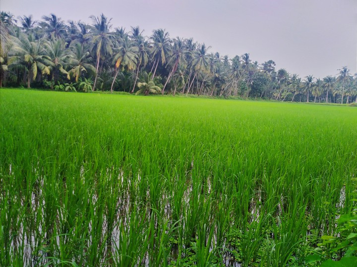 nature