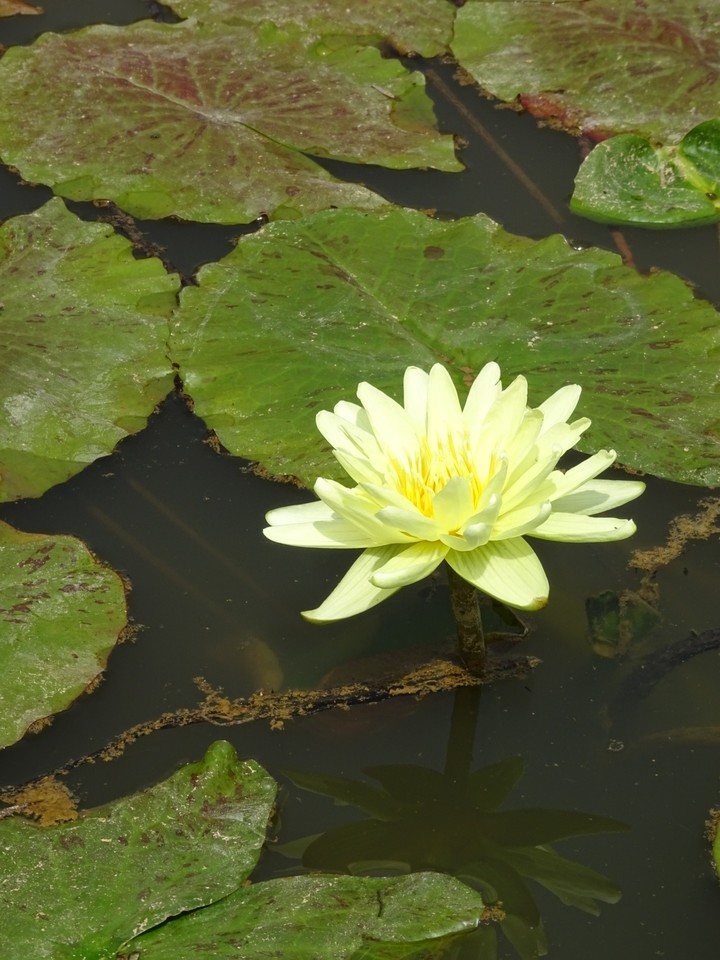 水莲花