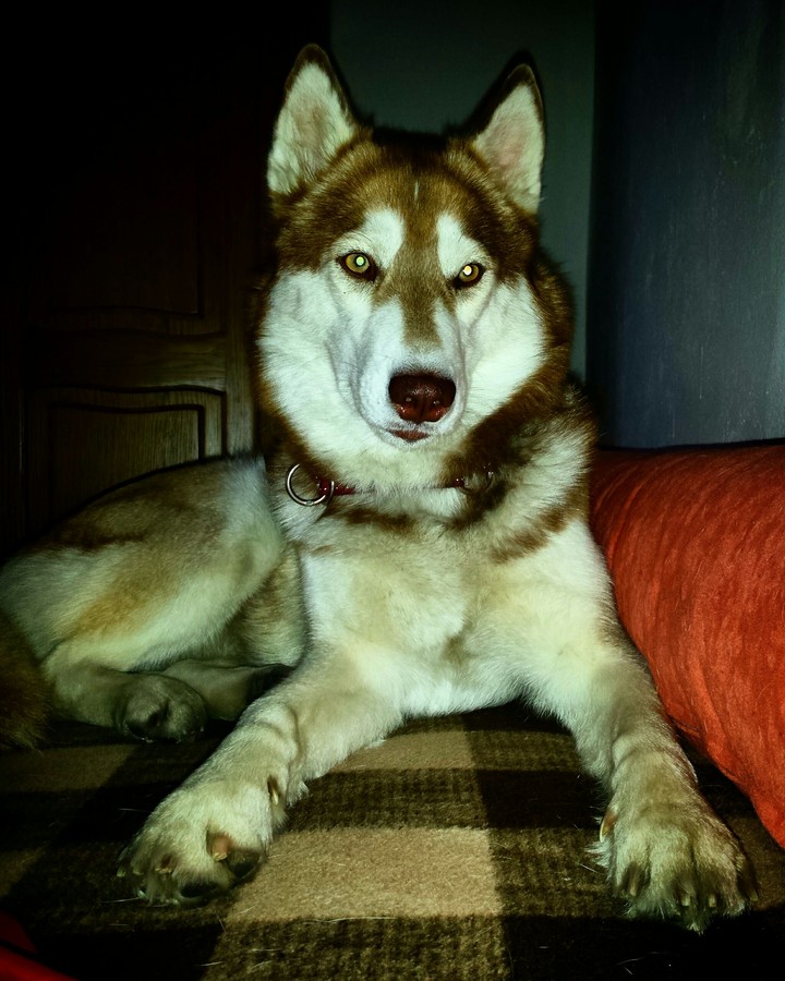 Husky in the bed
