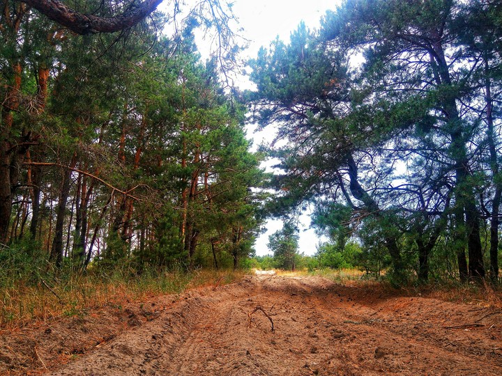 wood