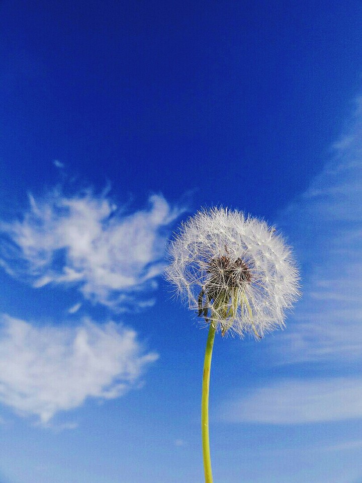 dandelion