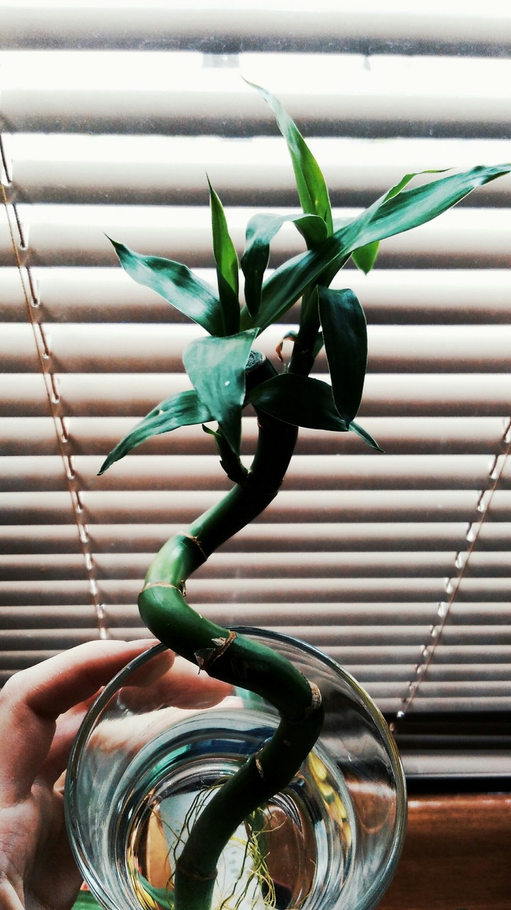 #bamboo