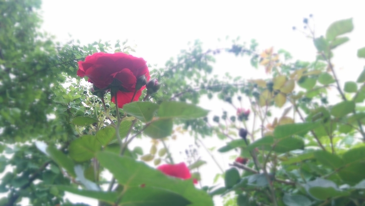 redrose