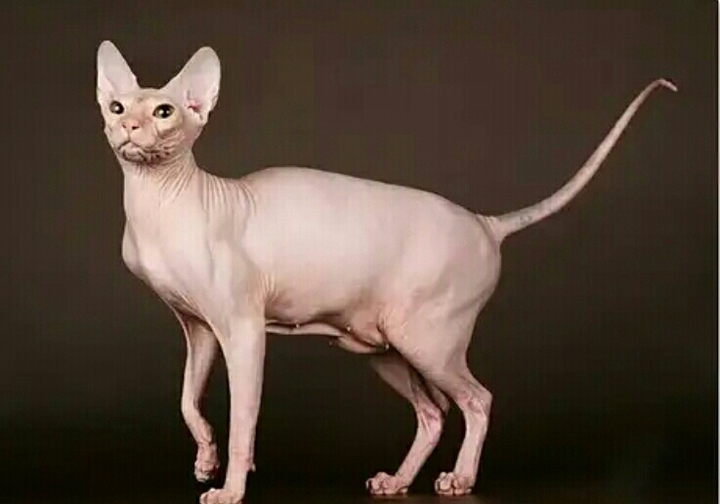 Сфинкс
