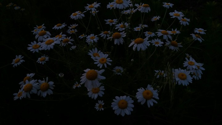 white_flower
