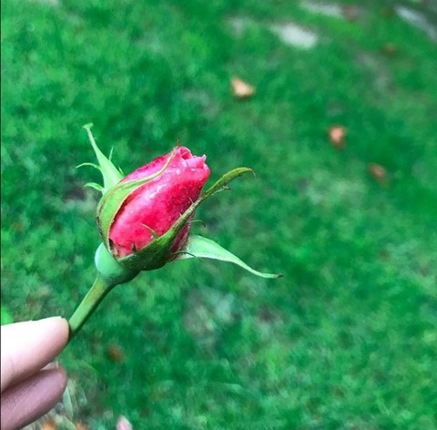 רקעים flower, Bud