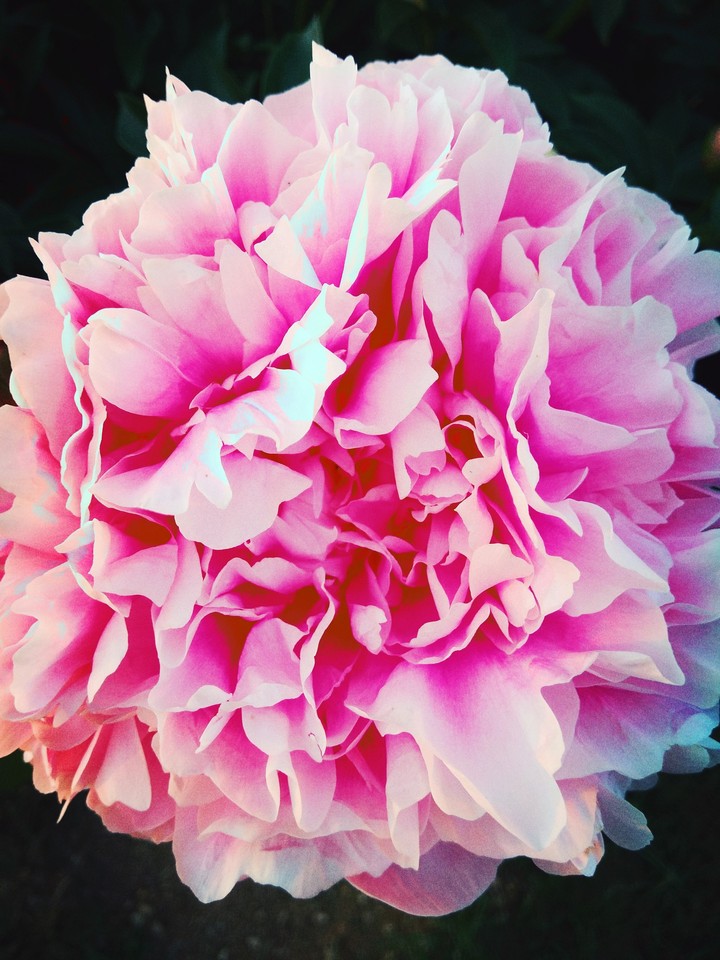 Peony