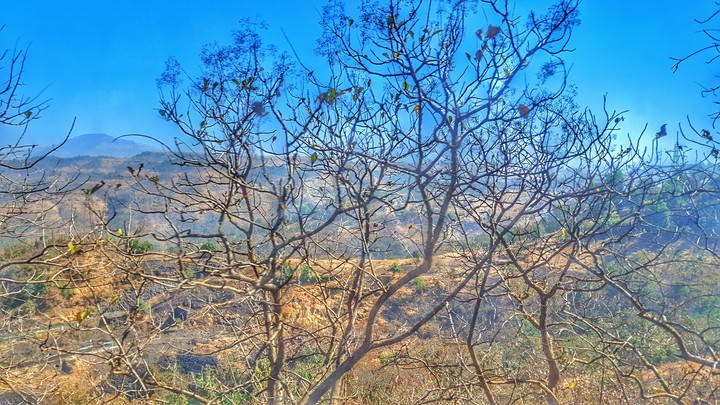 Dry forest