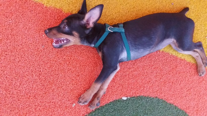 puppy pincher
