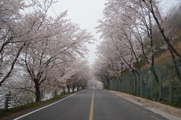 구례의봄이미지