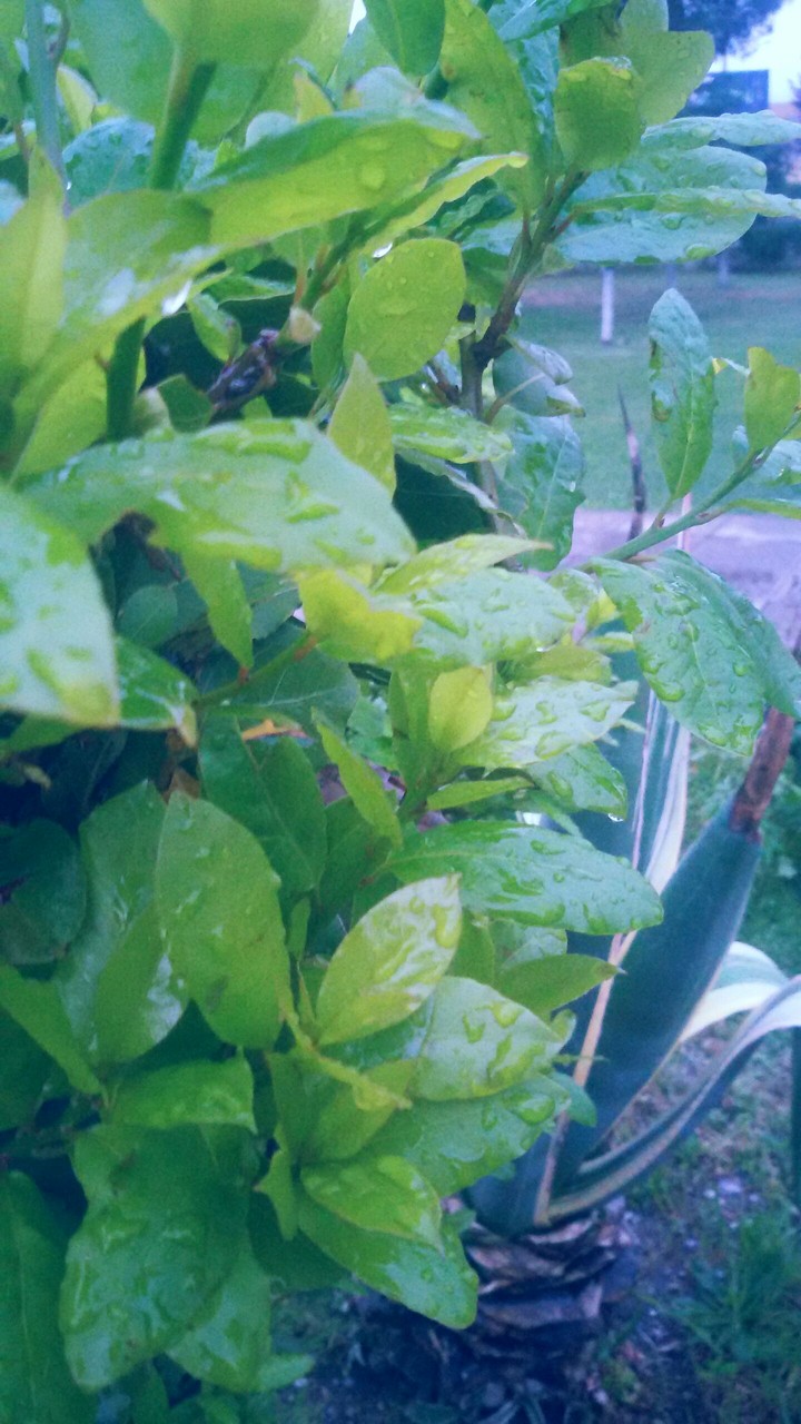 green