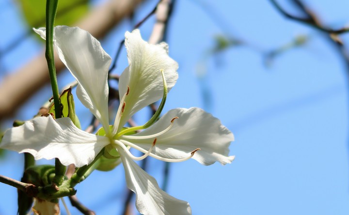 Laughing Flower