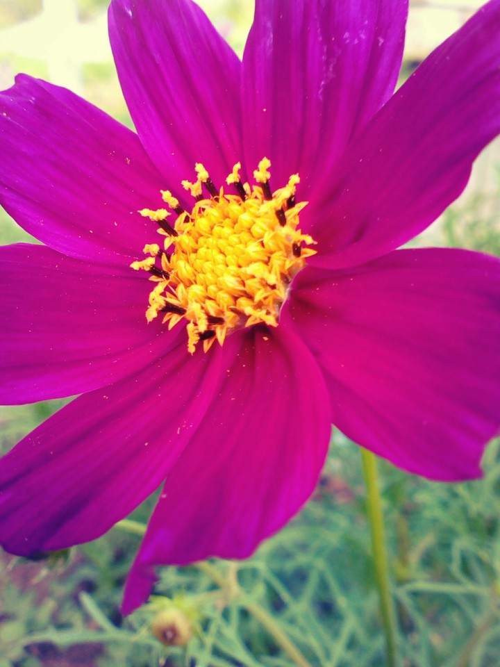 flower 