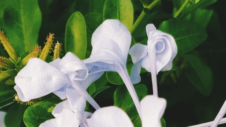buds with mist
