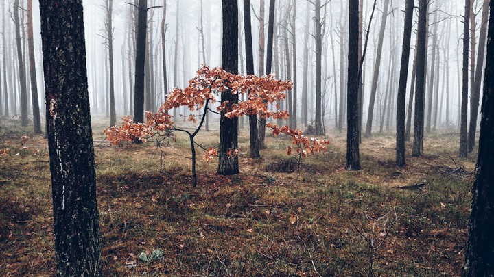 fog ?️