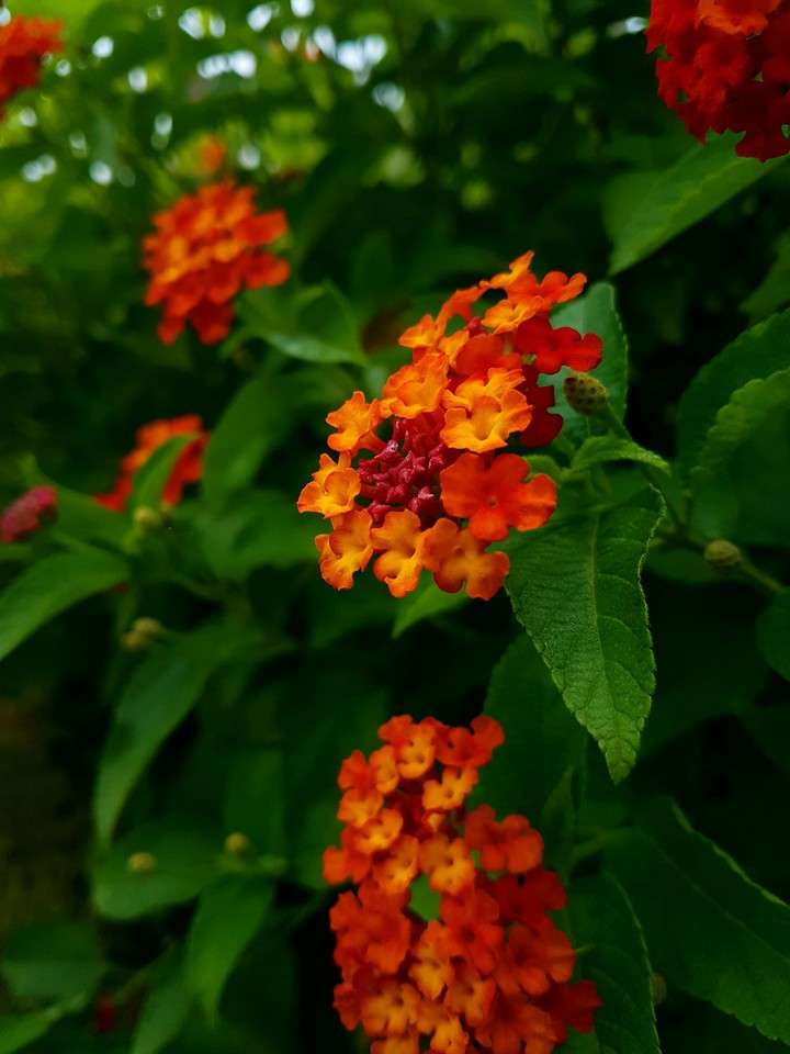 s photography