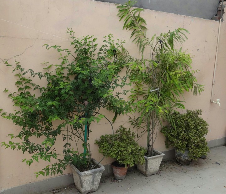 Plants At Home ;-)