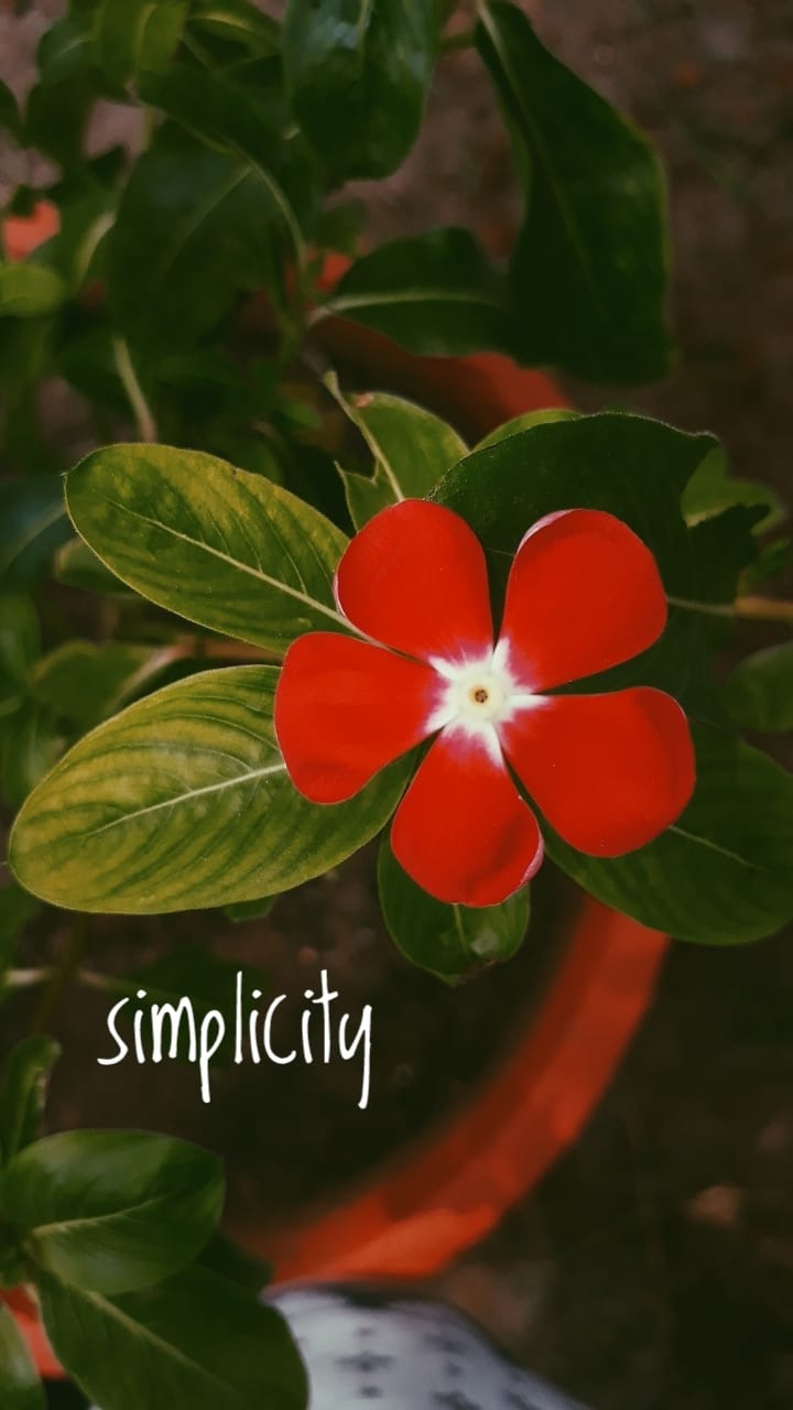 wildflower