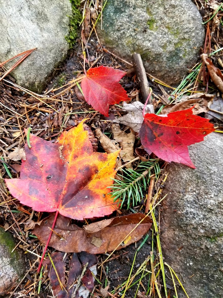 Autumn leaves