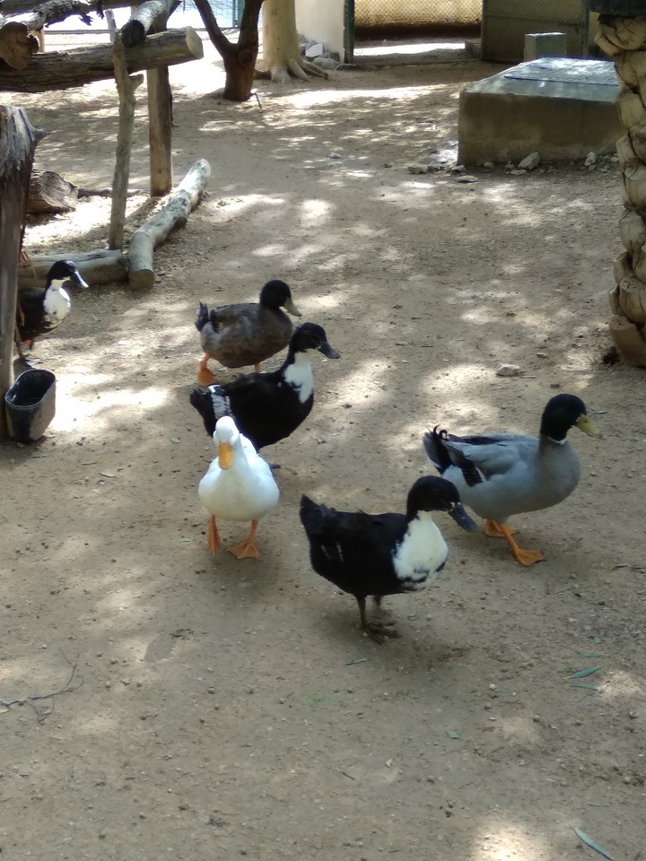 Quack Quack!!